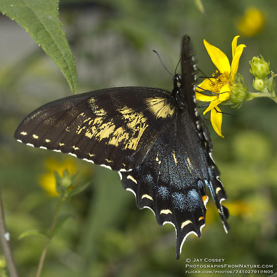 Papilio glaucus female (live, aberrant, mohican state park, ashland cnty, ohio, 7-29-2012) 1 (Internet Image property of respective owner, non-commercial use only)